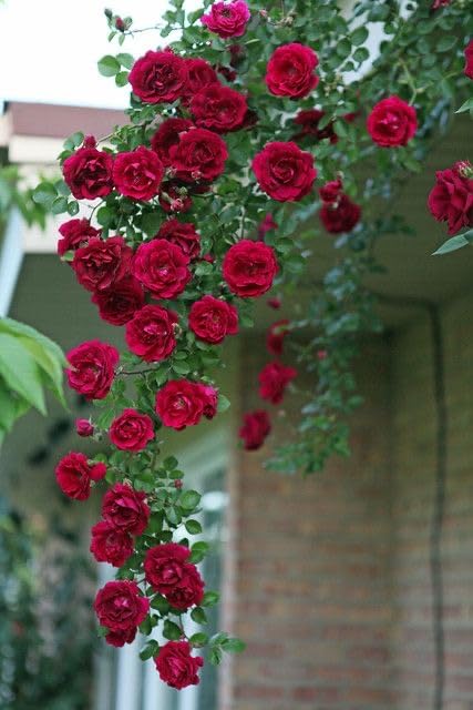 š¹ Elegant Climbing Rose Flower Seeds- 9 Rare and Breathtaking Colors Seeds